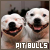 Pit Bulls