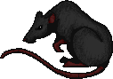 Black Rat