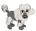 A poodle from Petz