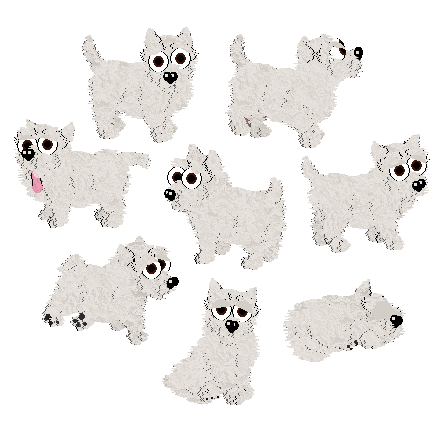 Westie dog